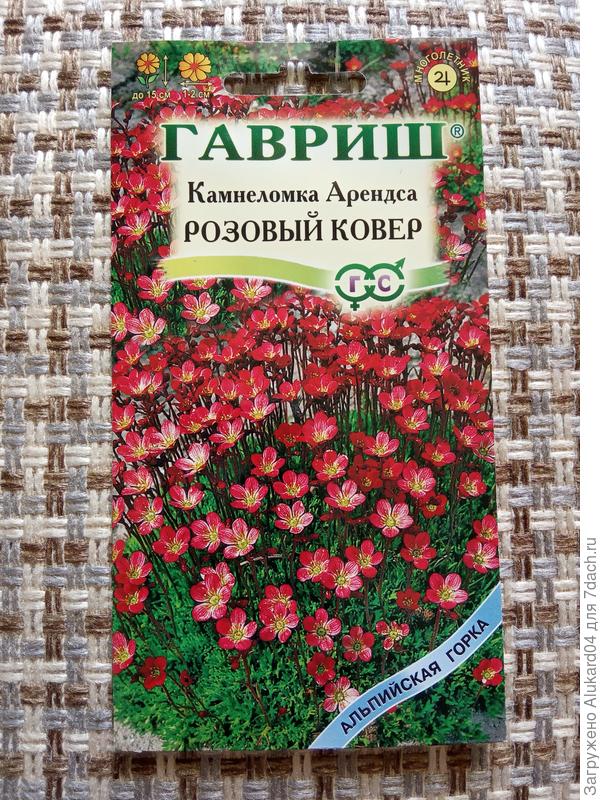 камнеломка