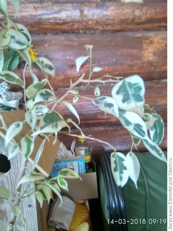 Вот видны молодые веточки и листочки