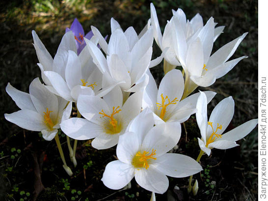 Speciosus Alba (фото инет)