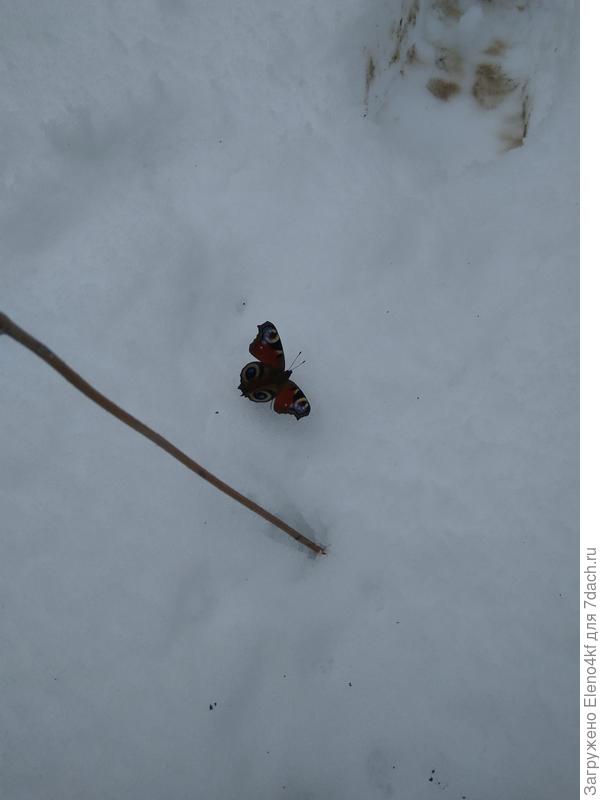 Бабочка проснулась, пришлось в теплицу занести.