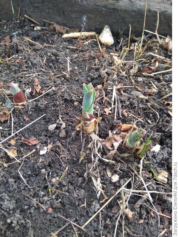 Это не знаю что растет