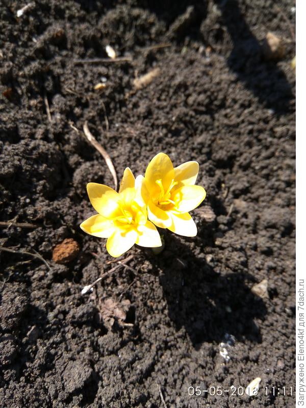 Первый крокус раскрылся солнышку. У меня их пока очень мало. Поштучный товар. :)