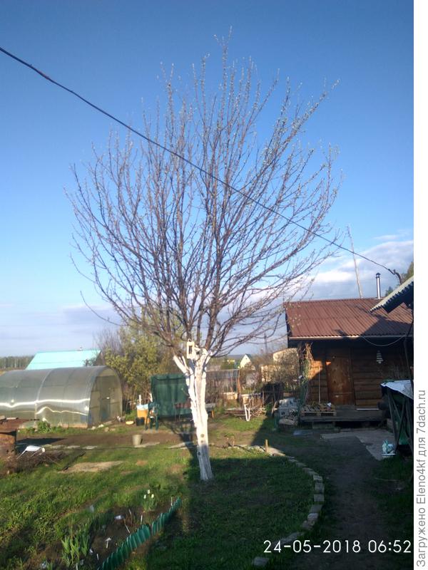 На старой яблони ветки были очень низко и во время налива яблок практически лежали на земле.
