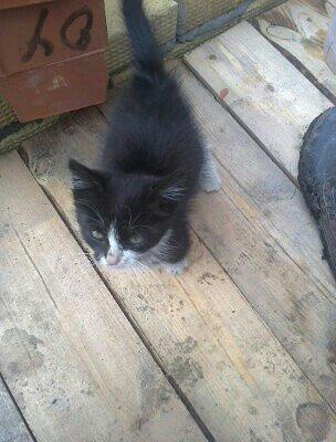 Найденыш Тима