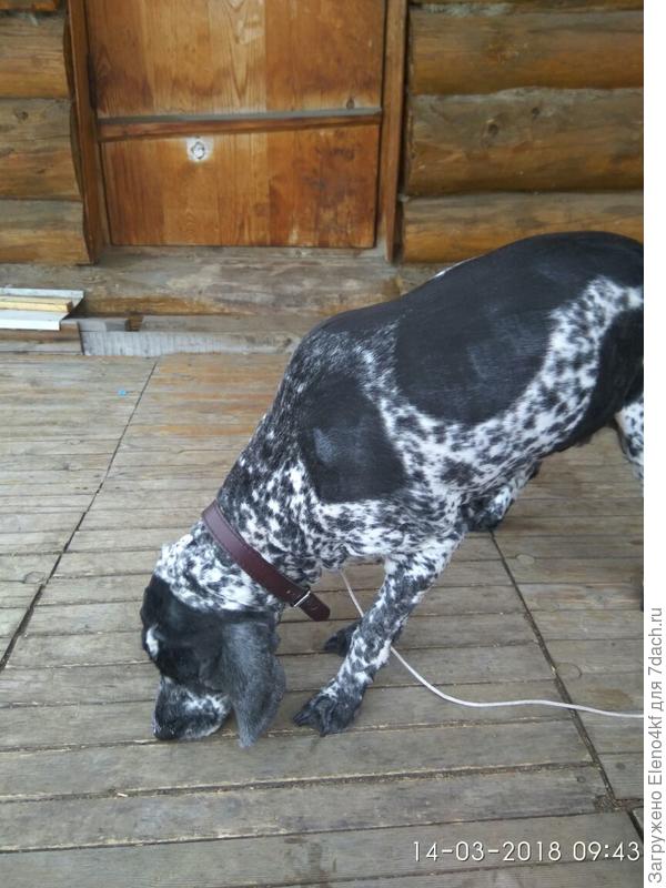 Спаниелька Ладушка