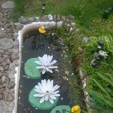 вербейник монетчатый