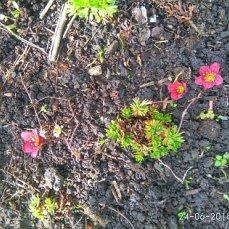 камнеломка