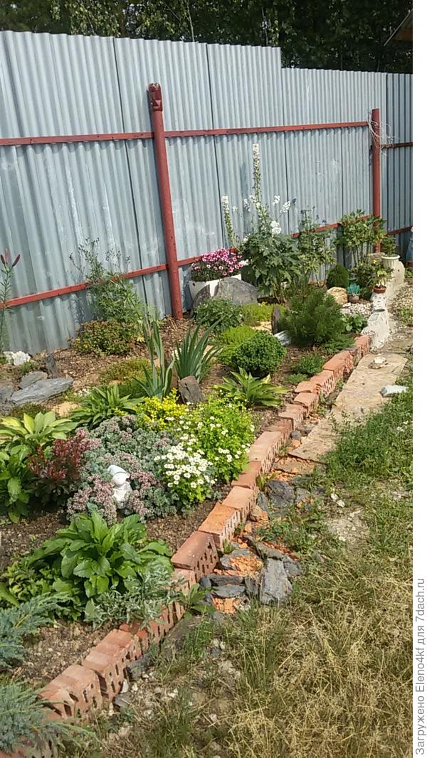 Вот здесь немного видно её. Рядом с очитком.