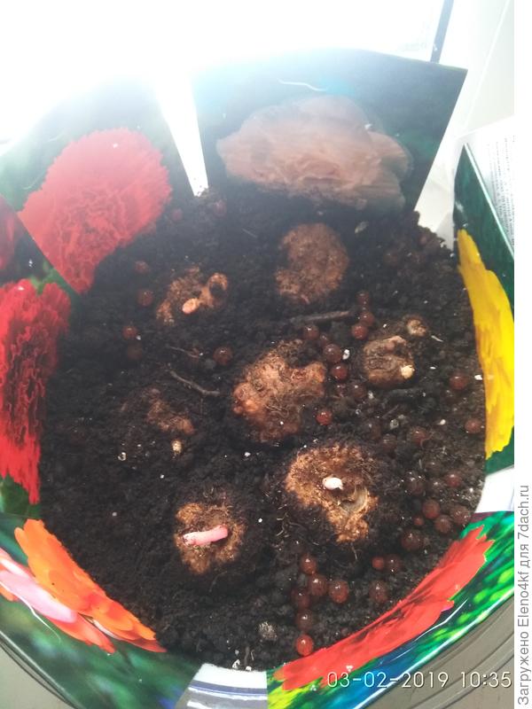 Начинает просыпаться бегония