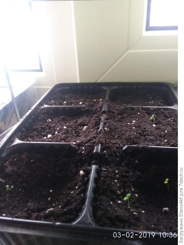 Клубничка Зефир