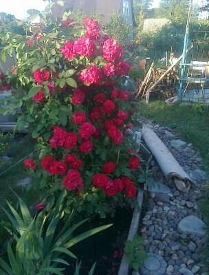 Начало цветения.