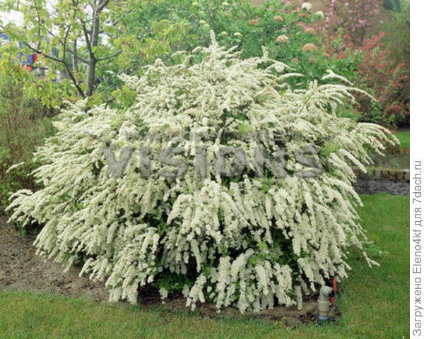 Вот такая вырастает