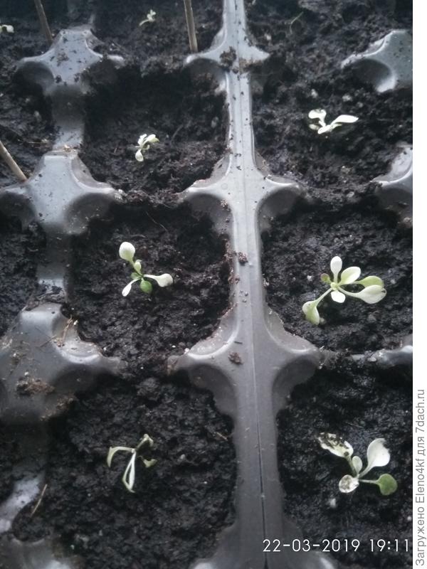 А это плохонькие, листики совсем белые.