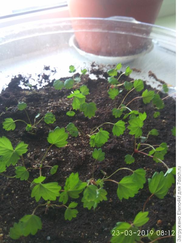 А это земляника