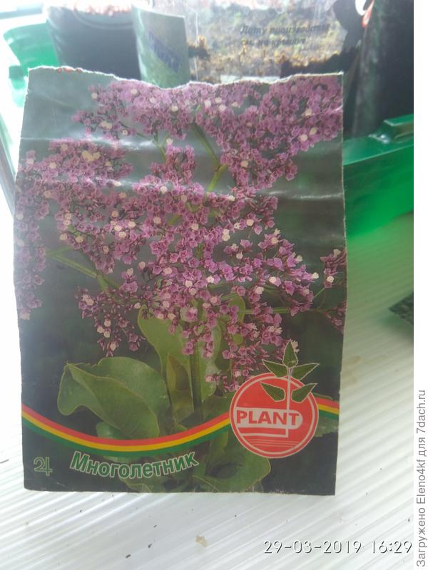 Сиреневый кермек