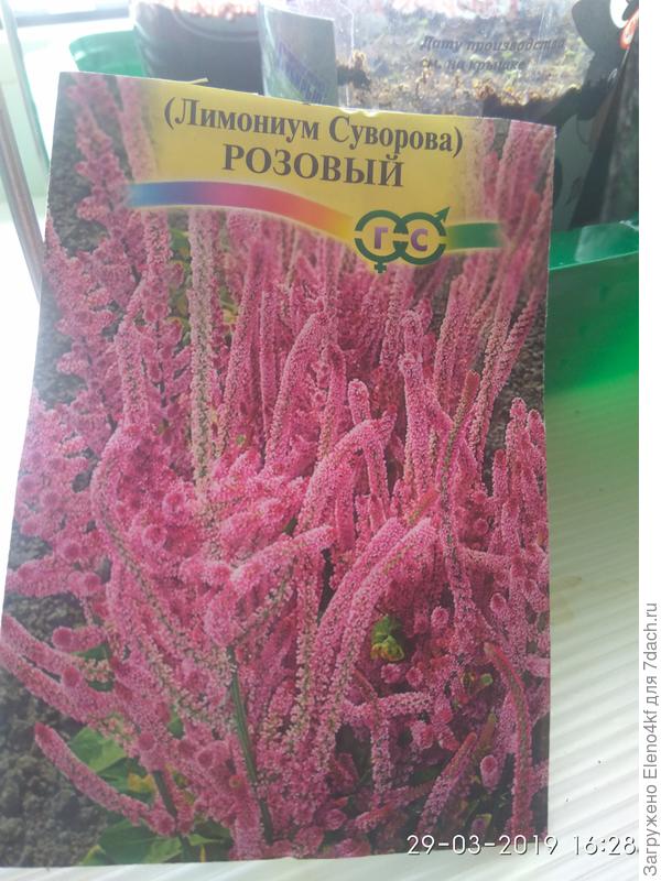 Розовый лимониум