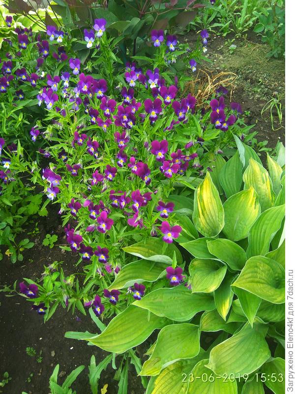 тоже фиалка