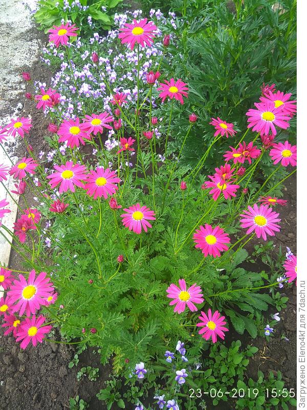 пиретрум и фиалка