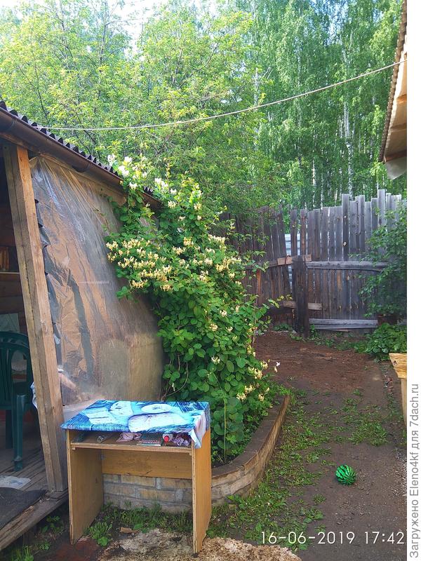 жимолость каприфоль