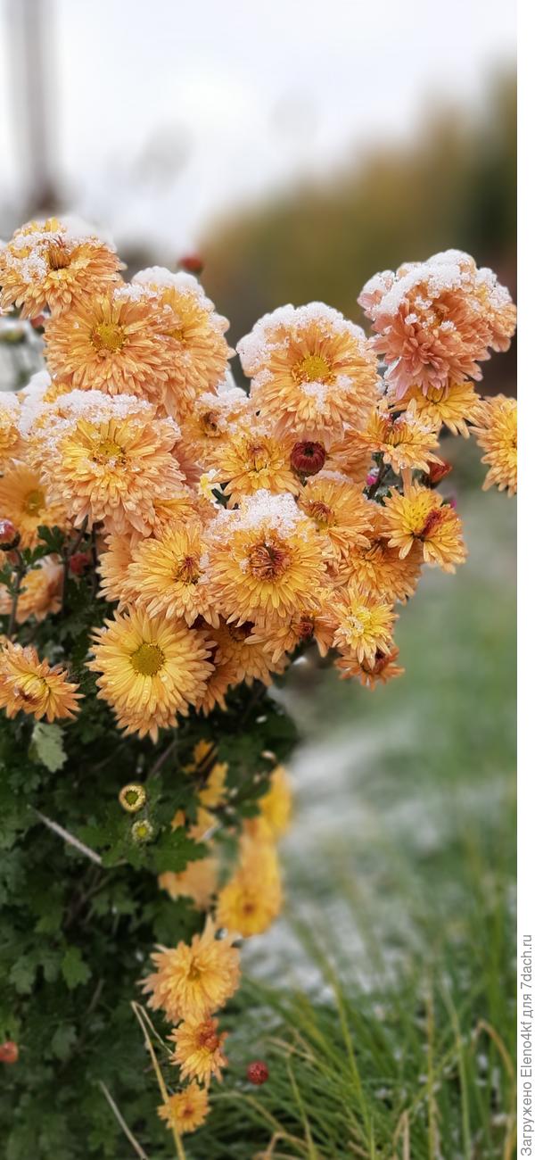 Хризантема