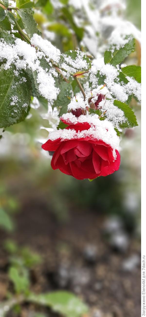 Роза в снегу