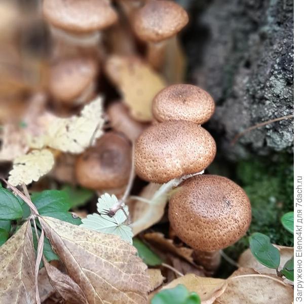 Опята-дружные ребята