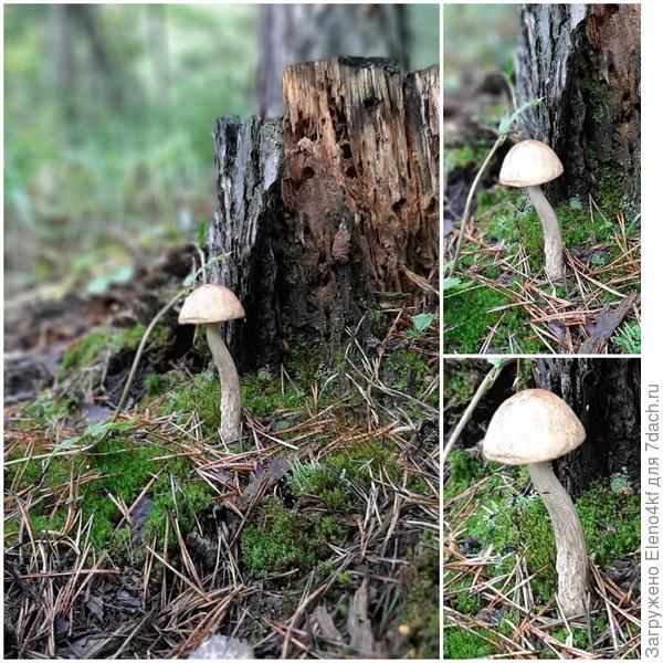 Подберёзовик-стройняшкп