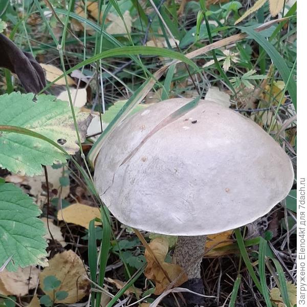 Тоже подберёзовик