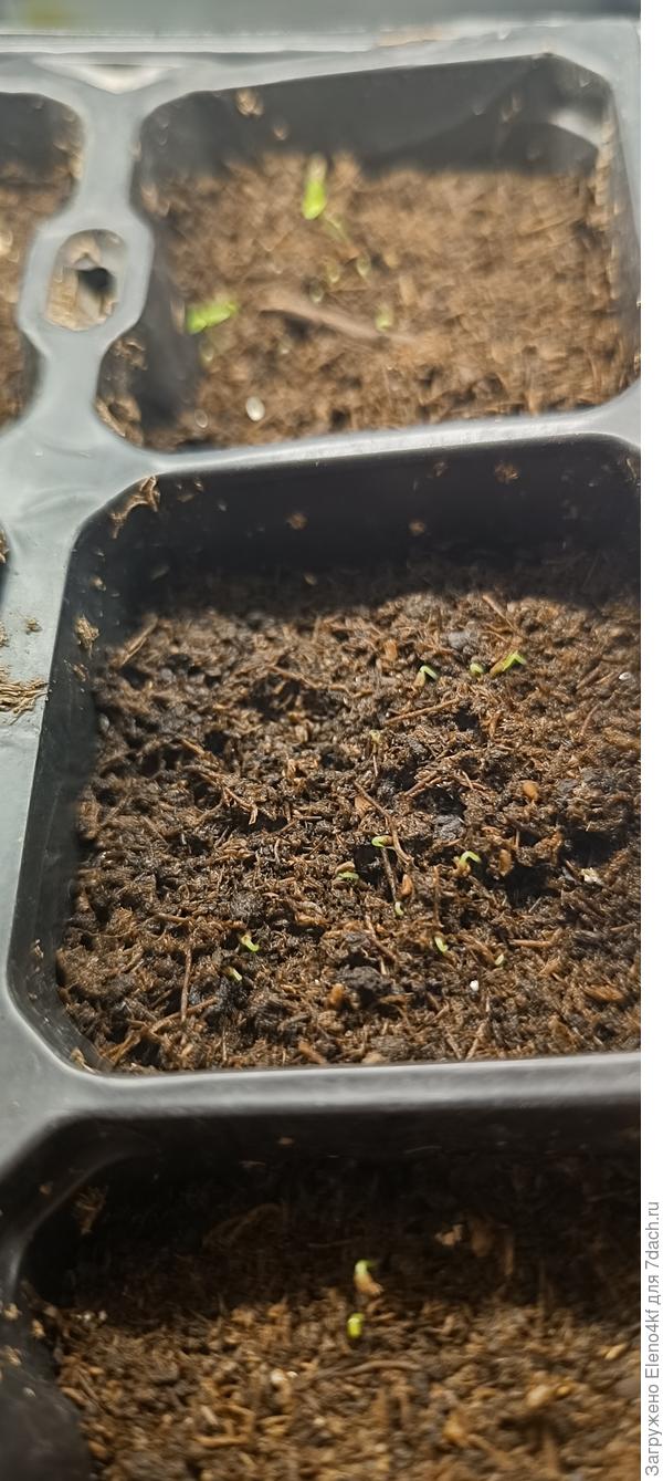 Всходы наперстянки.