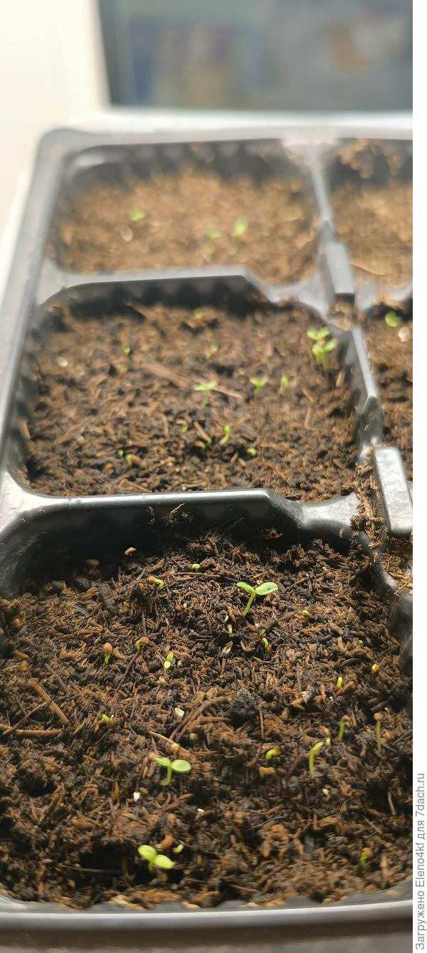 Вот так всходит.