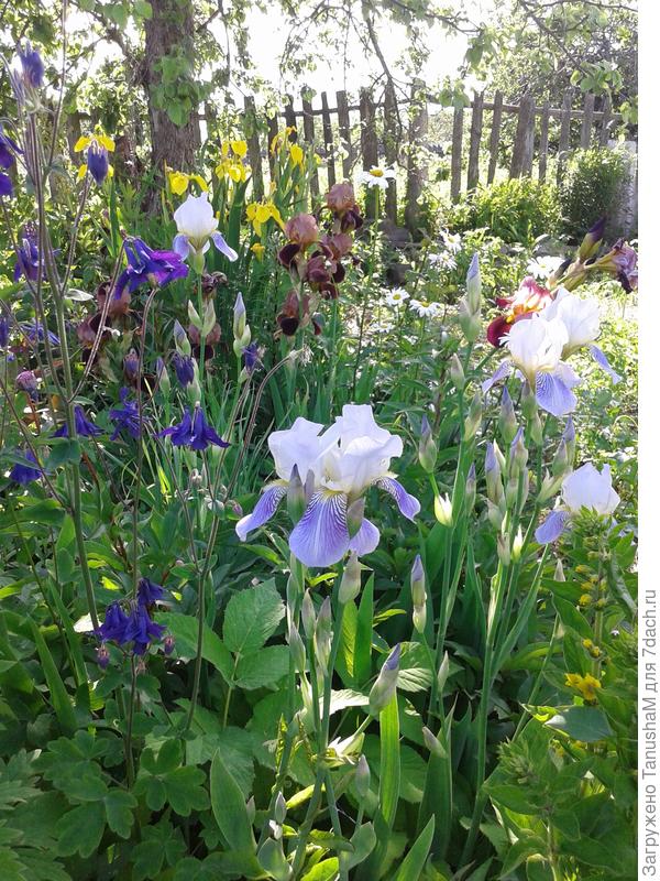 Ирис
