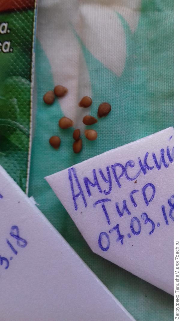 Томат