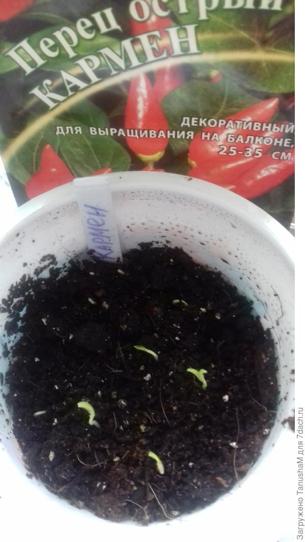 25 марта обнаружены всходы шт