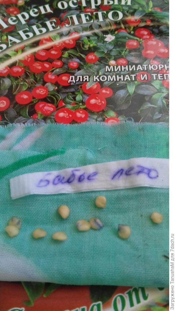 19 марта семена набухли и готовы к посеву