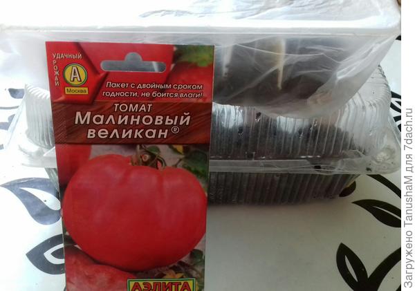 Помещаю в полиэтиленовый пакет.Ставлю в теплое место для проращивания. Температура воздуха 25-27°С.