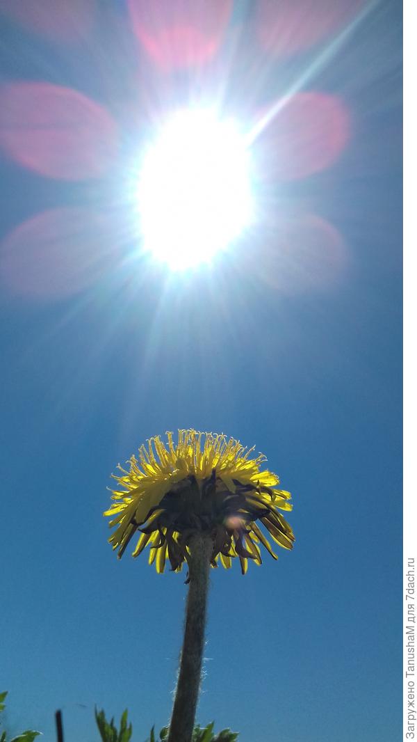 Одуванчик-солнца цветок!!!