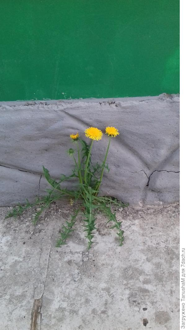 Сквозь камни и бетон,всем ветрами на зло:я буду жить-цвести!!