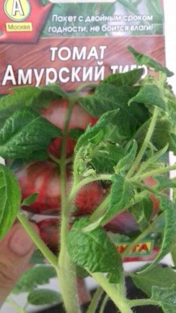30 мая заметила набиваются бутончики
(50 день от всходов)