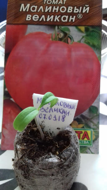 15 марта(8-ой день) торфотаблетка