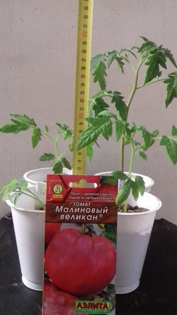 19 апреля .
