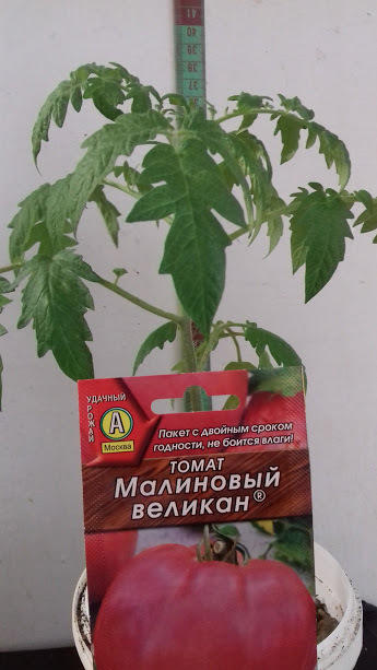 3 мая(57 день от посева)перед отъездом в теплицу