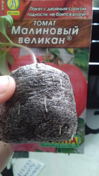корневая достаточно сформирована,время пикировать