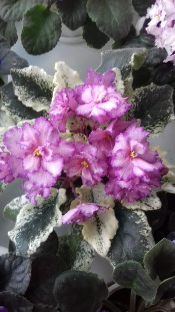 сортовая-Взошедшая звезда(в переводе)