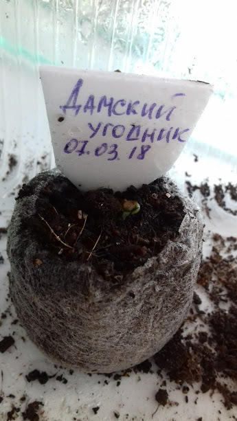 на 7-ой день от посева взошел томатик и в торфотаблетке