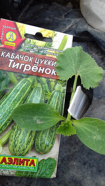 апеп