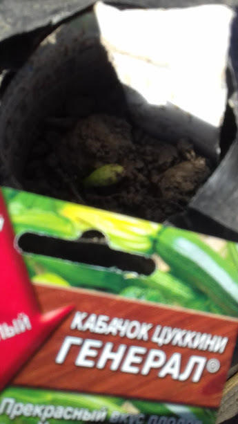 плод