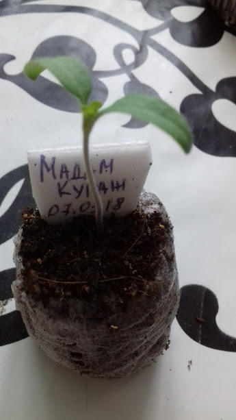 в торфотаблетке 15 марта