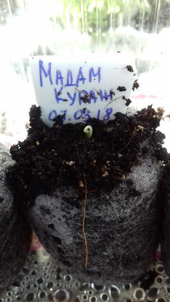 10 марта(3-ий день от посева)