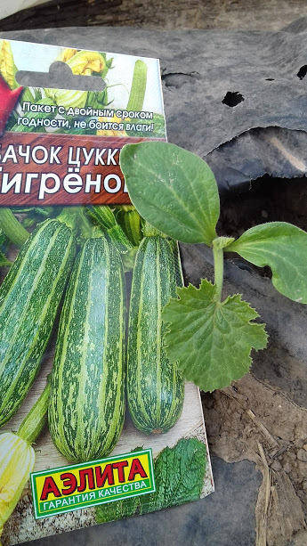 пп