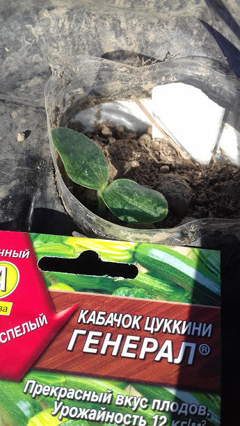 плод